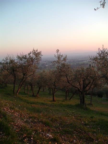 old olive trees on grassy hillside, valley in the haze