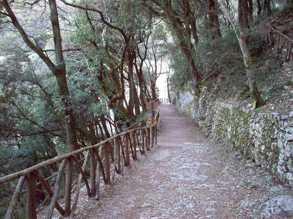 Dirt path with wooden fence along stone wall beneath tall trees