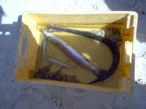 barracuda and trumpetfish