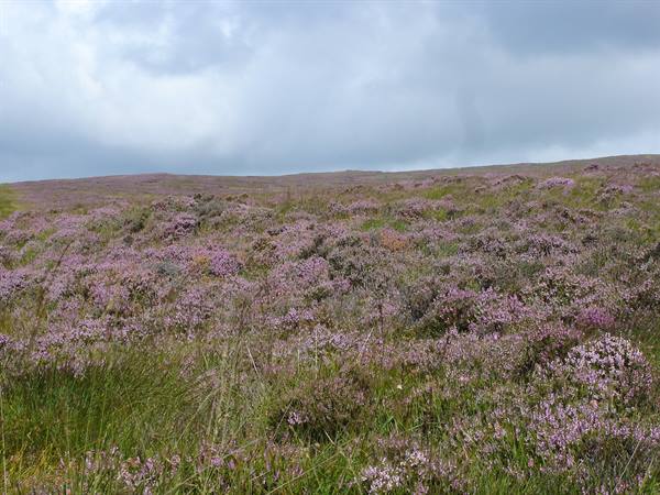 Hillside covered in blooming heather under cloudy sky