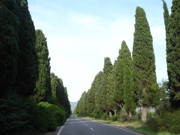 The famous cypresses of Bolgheri