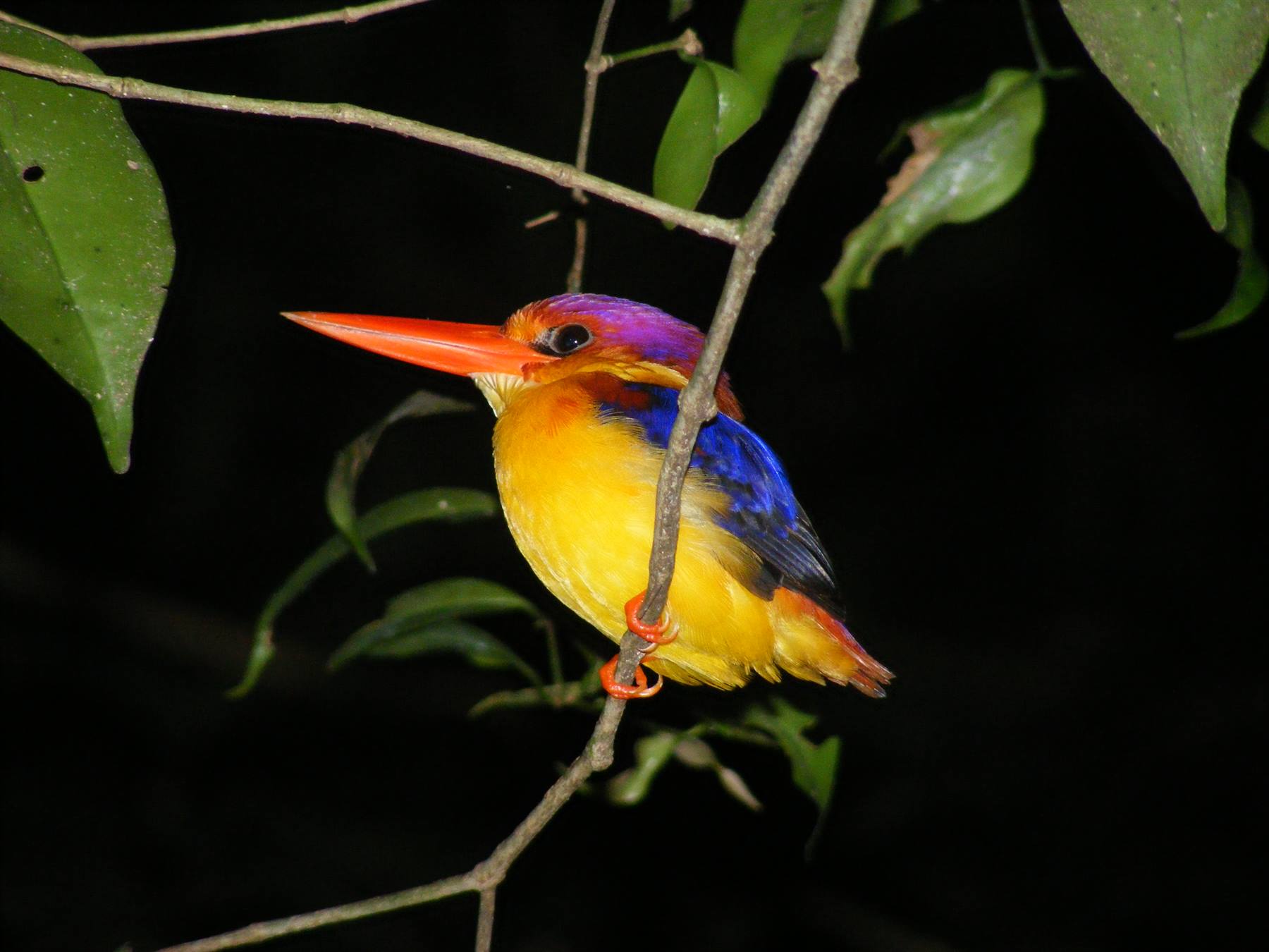 BORNEO JUNGLE