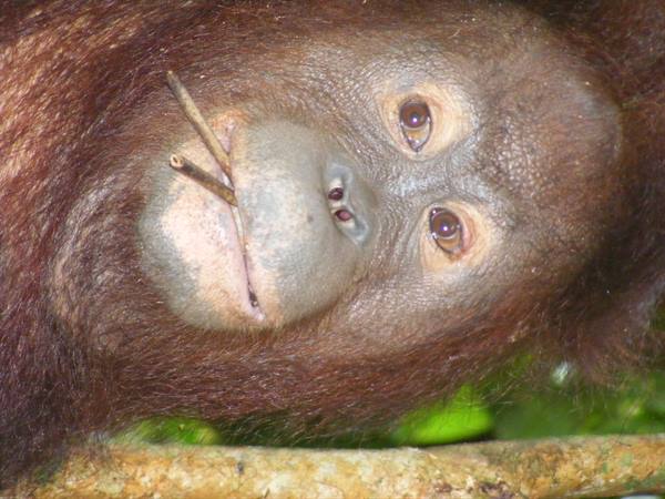 Face from Sepilok