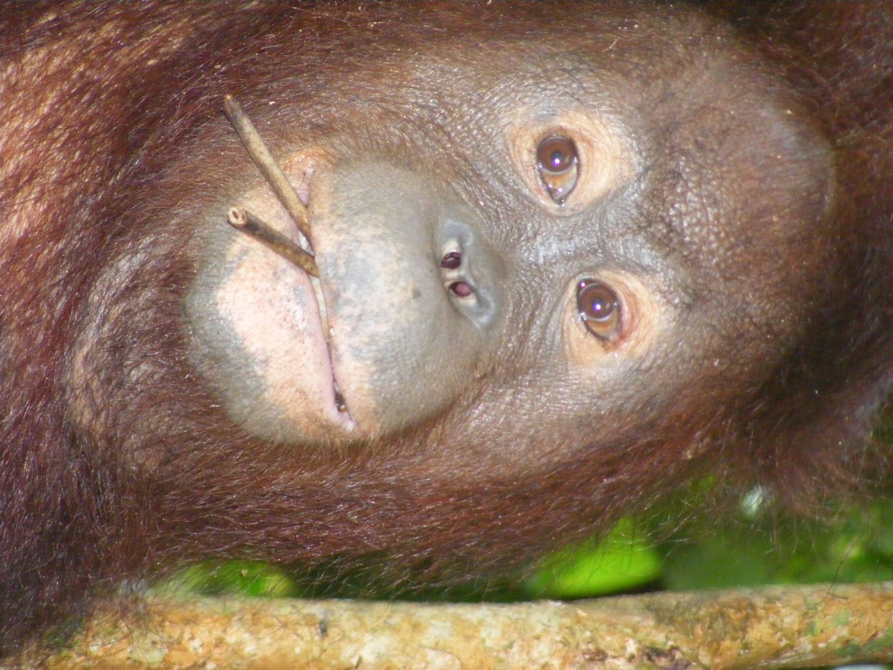 Face from Sepilok