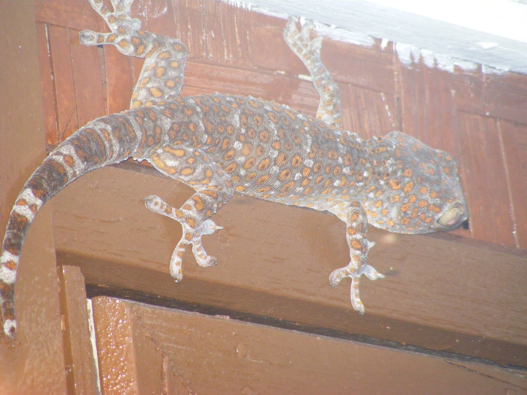 OUR FRIEND ON THE PERENTHIAN BUNGALOW