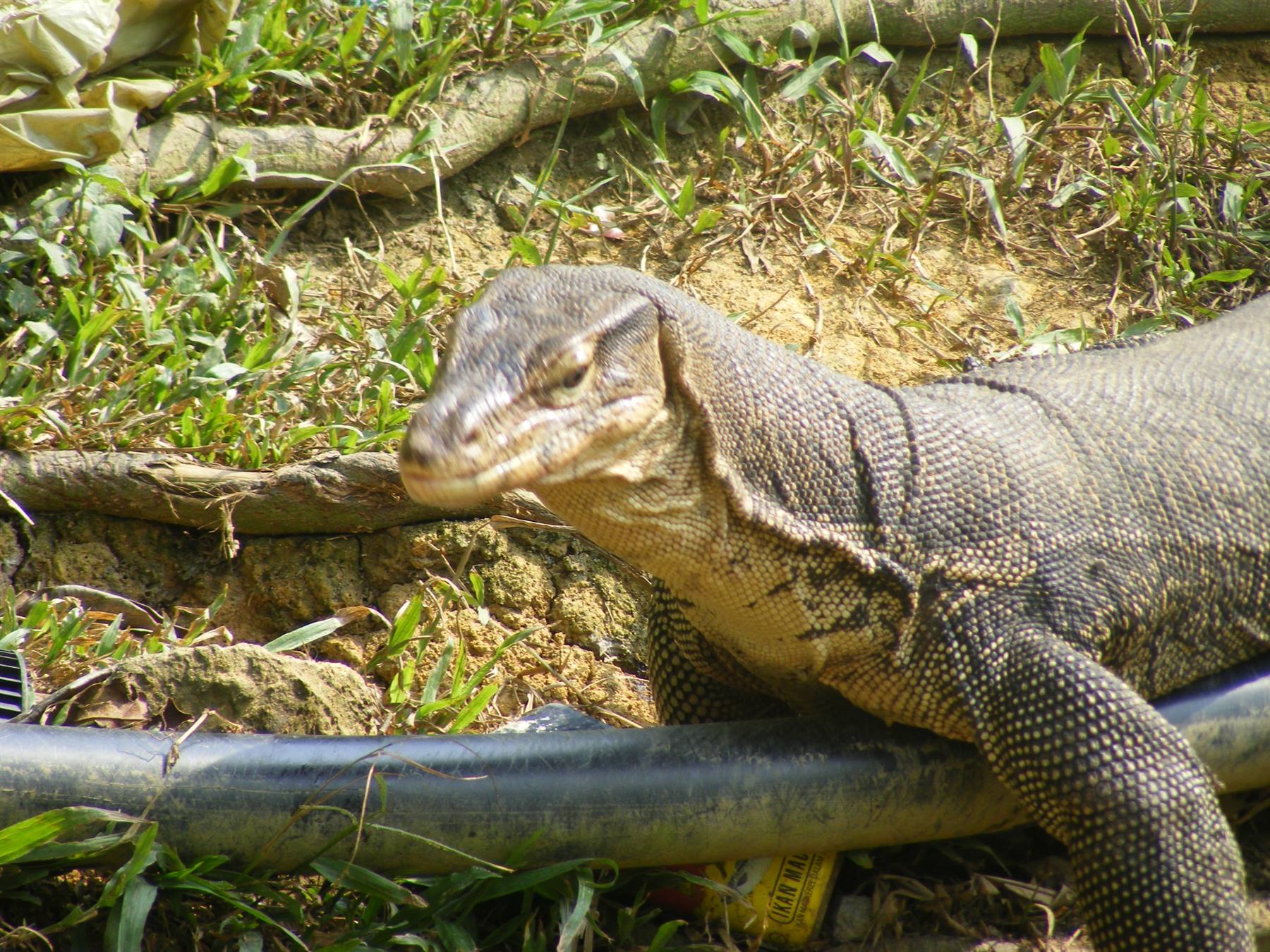 Goodzilla