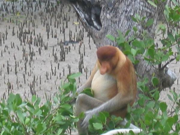 the monkey with the proboscis