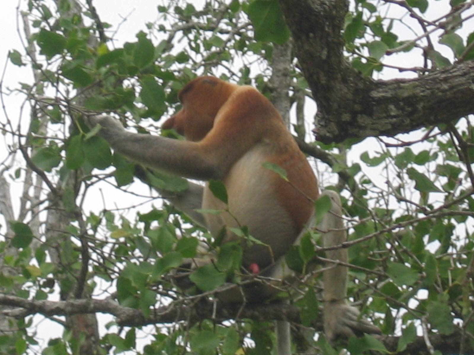 the monkey with the proboscis