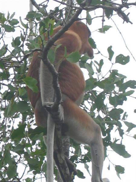 the monkey with the proboscis