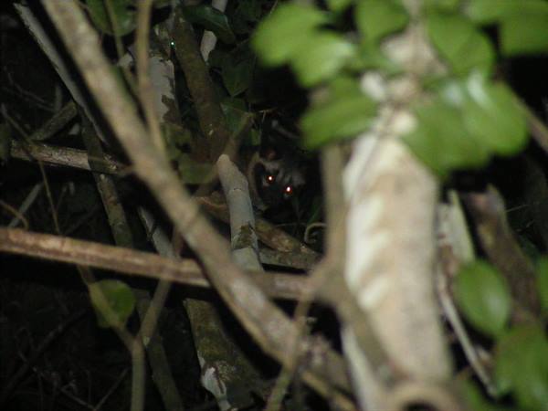 Wild cat in the Borneo jungle