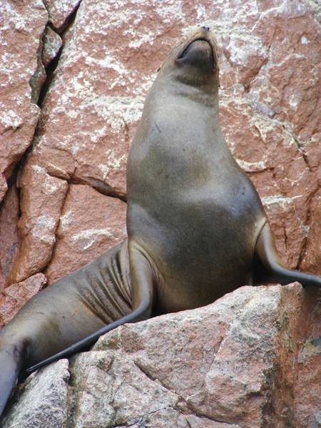 Ballestas Islands: Sea Lion posing