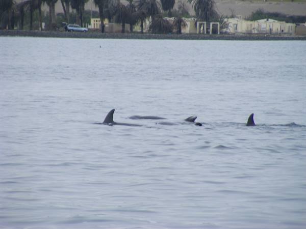 Ballestas Islands: Dolphins