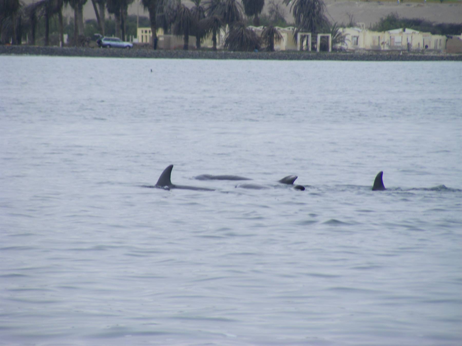 Ballestas Islands: Dolphins