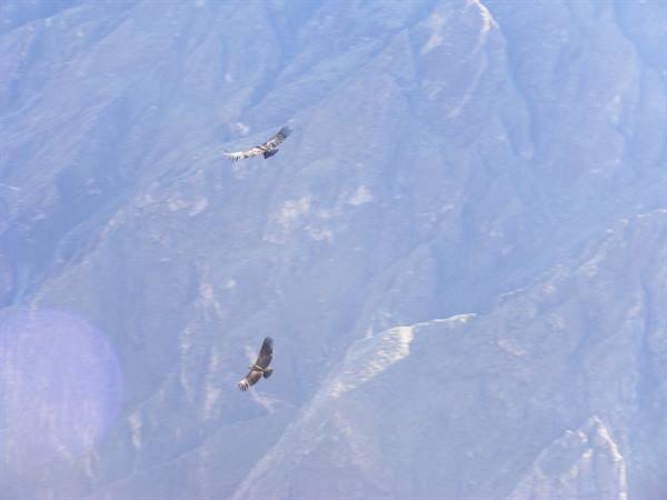 condor in the Colca canyon