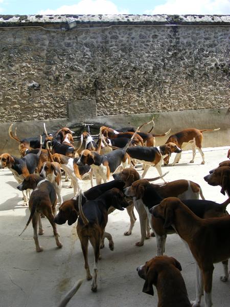 THE DOGS OF CHEVERNY
