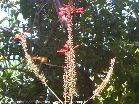 Red tubular flowers on long stems against green sunlit foliage