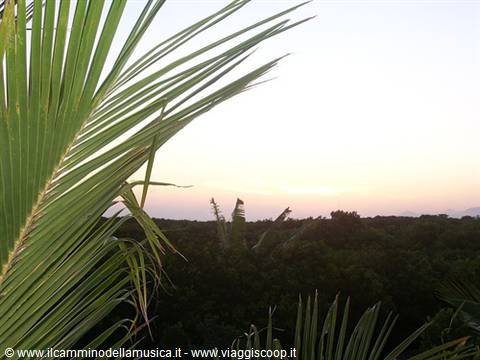 Green palm fronds against a pink twilight sky above dense vegetation