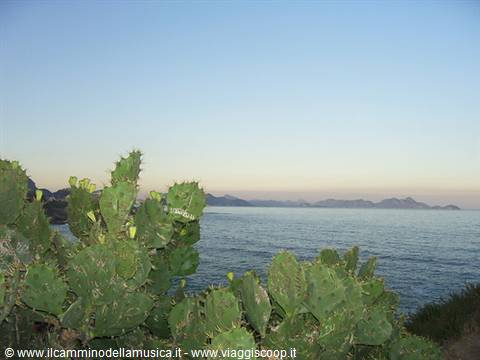 Prickly pear cacti by the calm sea at dawn in Sicily