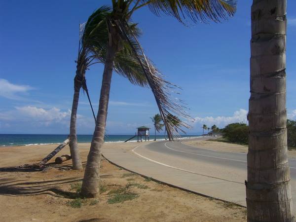 Wind-bent palm trees along the coastal road facing the blue sea