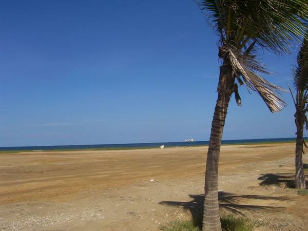 Leaning palm tree on dry sand in front of blue sea under clear sky