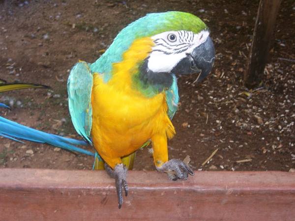 Blue-and-yellow macaw perched on a wooden fence