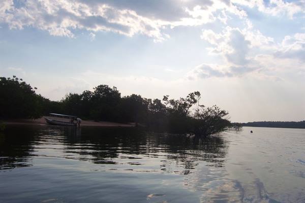 Wooden boat moored among mangrove trees, calm water and sunlit clouds
