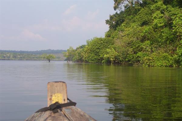 Wooden boat bow on the river, banks covered with green rainforest
