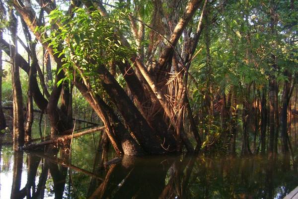 Tangled trees reflected in dark flooded forest water, golden light