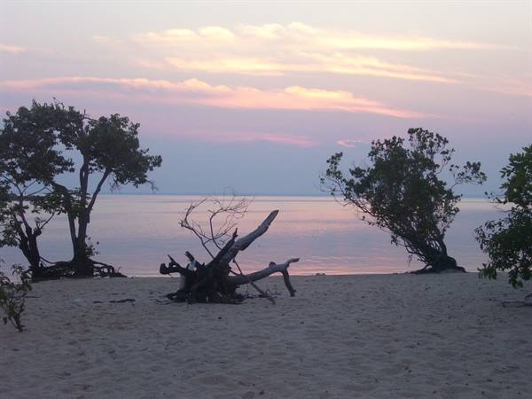 Pink dawn over white sand beach, twisted trees and a fallen trunk