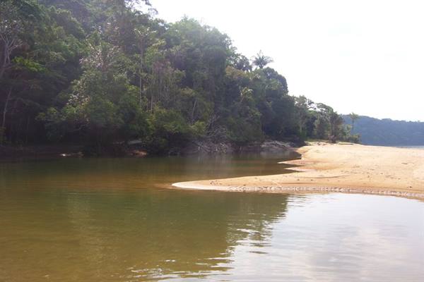 Amber river meets sandy shore by dense tropical forest, soft light