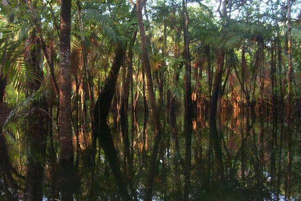 Amazon rainforest