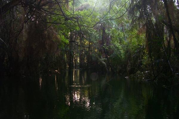 Dark water beneath moss-draped trees, tangled branches, sunlight filtering through