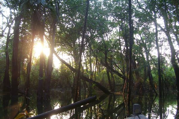 Boat resting among flooded trees, sunlight filtering through the wetland forest