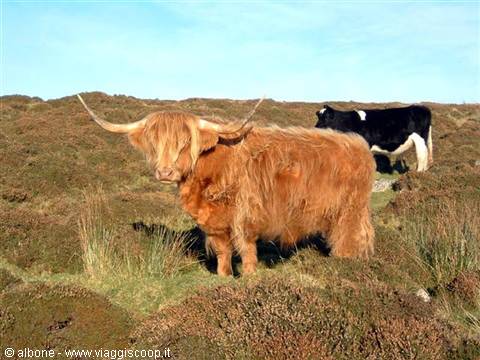 Long-haired Highland cow with long horns among heather and gorse
