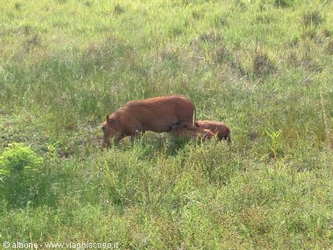 Milwane Wildlife Sanctuary Nature Reserve (Warthog)