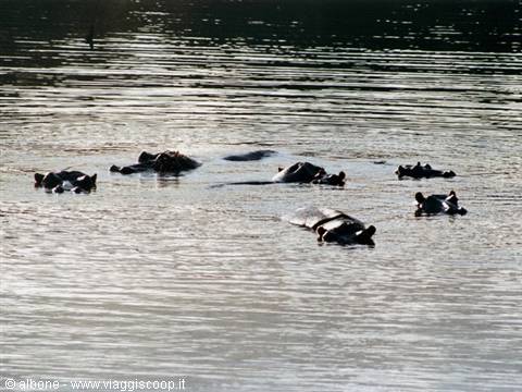 Swaziland - Milwane Wildlife Sanctuary Nature Reserve (Hippos)