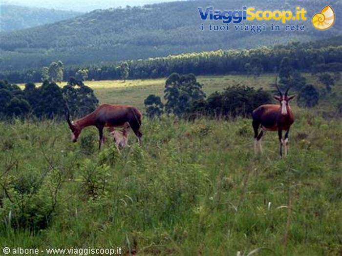 Milwane Wildlife Sanctuary Nature Reserve (Steenbok)