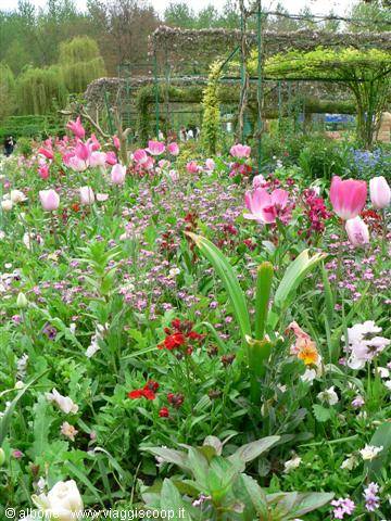 Monet's garden in Giverny, pink tulip beds blooming beneath green trellises