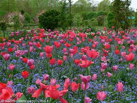 Red and pink tulips among blue forget-me-nots in Monet's gardens, Giverny