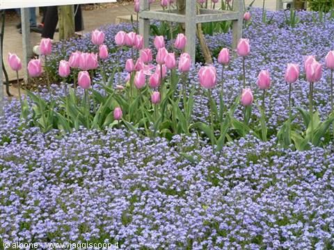 Pink tulips rising above a carpet of blue forget-me-nots in a garden