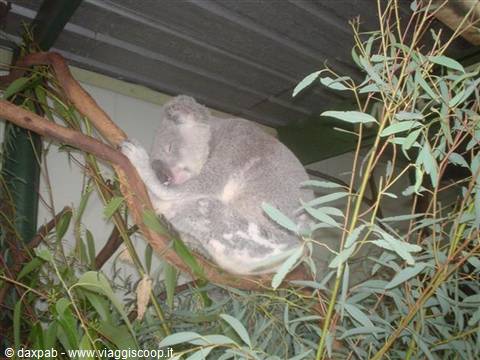 Sleeping koala curled on a branch among eucalyptus leaves