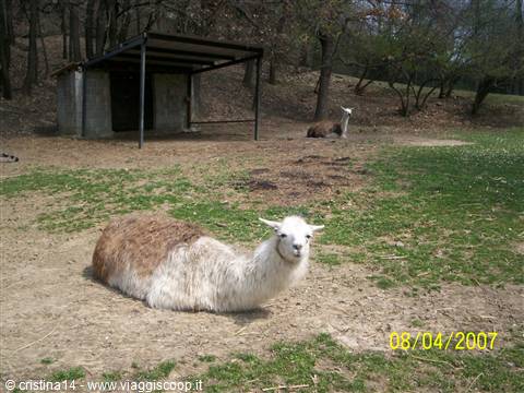 A friendly Llama