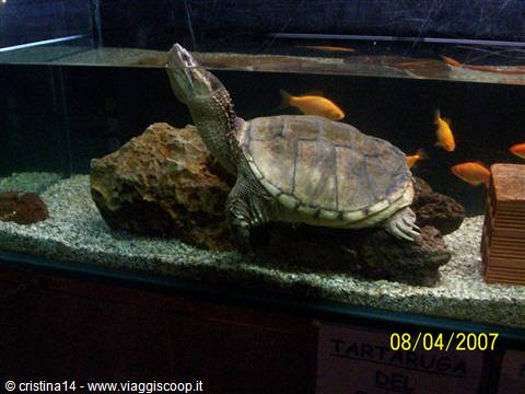 Turtle