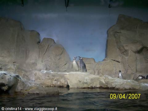 Pair of penguins