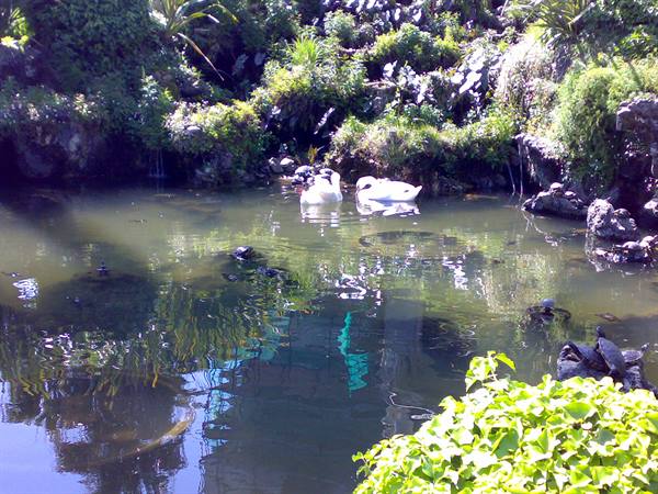 The little pond inside the park