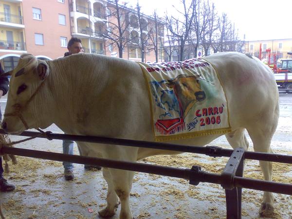 The winner of the 98th edition of the Bue Grasso fair