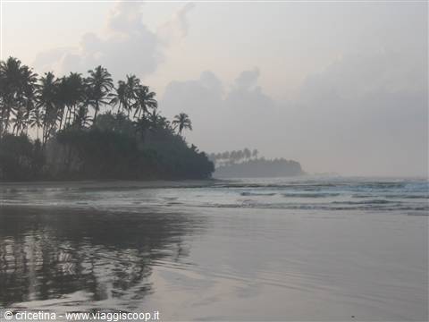 Palm trees on the beach under cloudy sky, waves and wet reflective sand