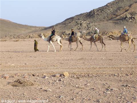 camel ride