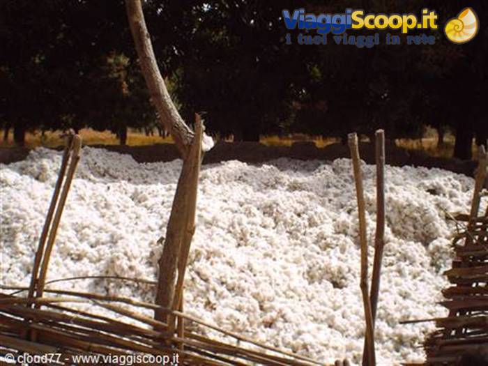 Harvested white cotton piled inside wooden fence, trees in the background