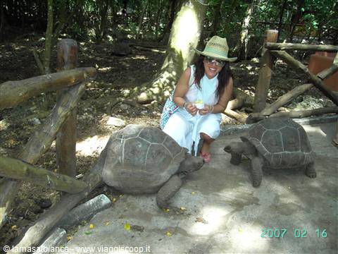 Woman in straw hat crouching near two giant tortoises by wooden fences